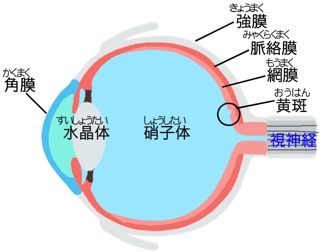 抗がん剤治療と眼の症状2