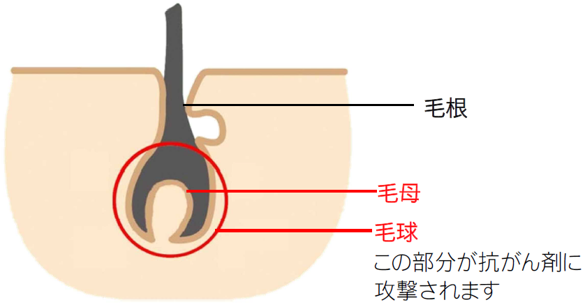 なぜ脱毛するのでしょう 静岡がんセンター