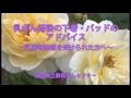 nyusen11
